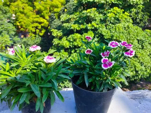 Flowers Stock Photos