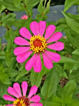 Flowers Stock Photos