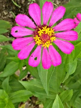 Flowers Stock Photos