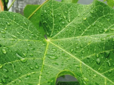 Flowers Stock Photos