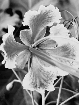 Flowers Stock Photos