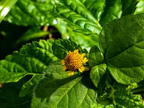 Flowers Stock Photos