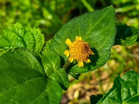 Flowers Stock Photos