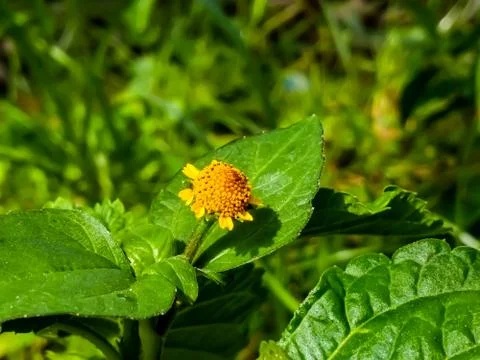 Flowers Stock Photos