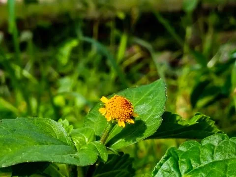 Flowers Stock Photos
