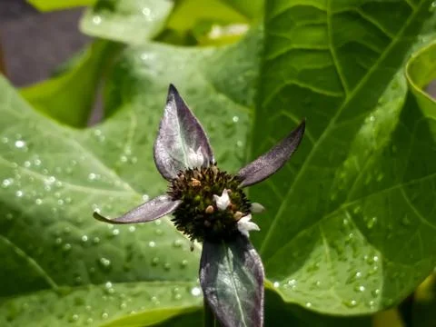 Flowers Stock Photos