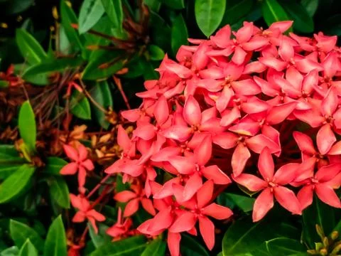 Flowers Stock Photos