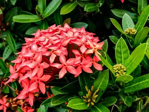 Flowers Stock Photos