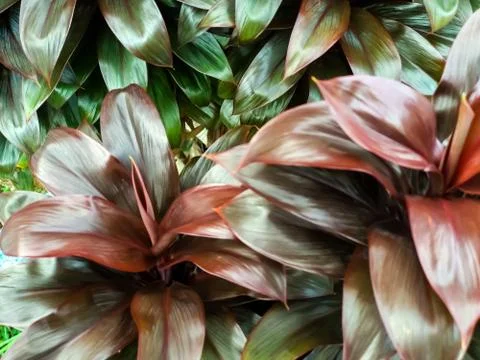 Flowers Stock Photos