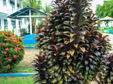 Flowers Stock Photos