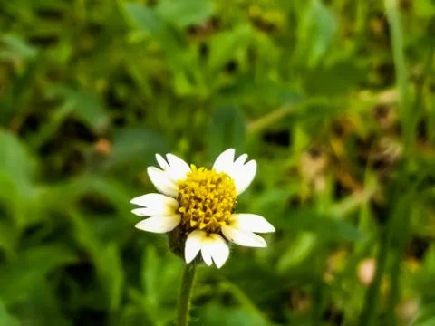 Flowers Stock Photos