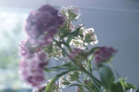 Flowers Stock Photos