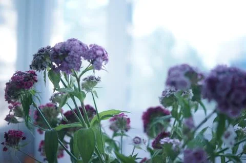 Flowers Stock Photos