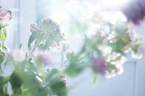 Flowers Stock Photos