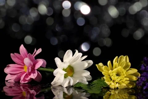 Flowers Stock Photos