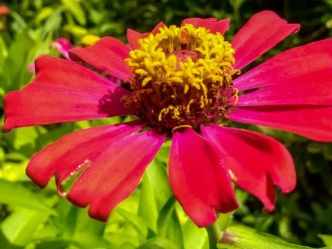 Flowers Stock Photos