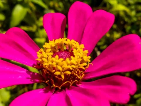 Flowers Stock Photos