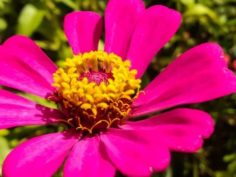 Flowers Stock Photos