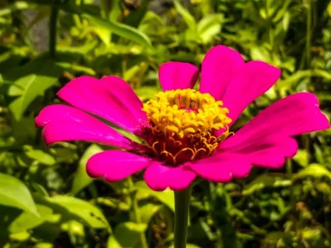 Flowers Stock Photos