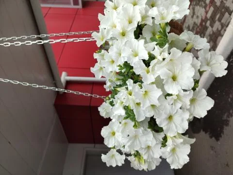The flowers Foto stock
