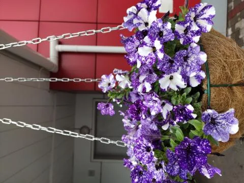 The flowers Foto stock