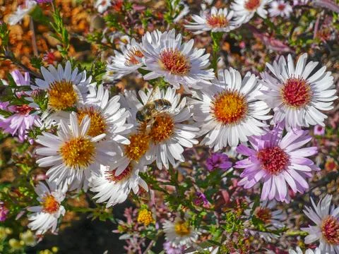 Flowers Stock Photos