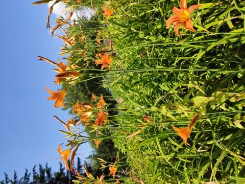 The flowers Foto stock
