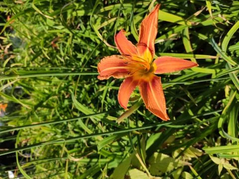 The flowers Stock Photos