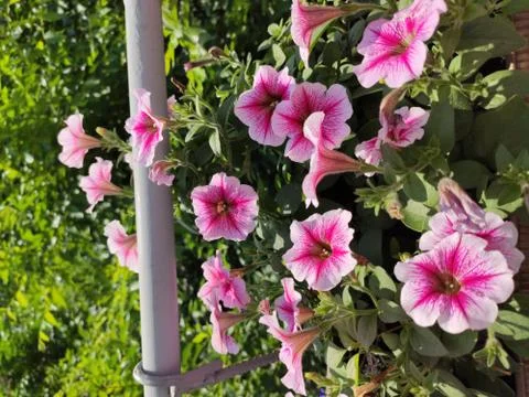 The flowers Foto stock