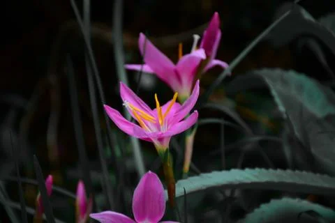 Flowers Stock Photos