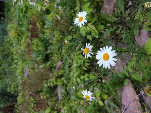 The flowers Foto stock