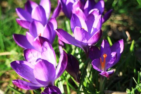 Flowers Stock Photos