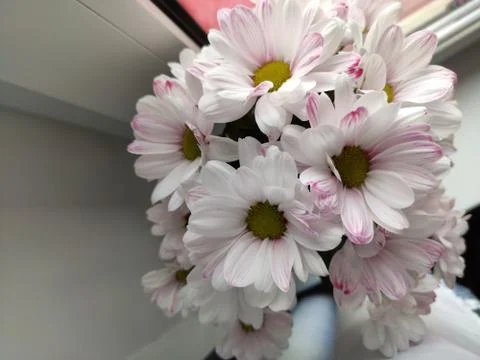 The flowers Foto stock