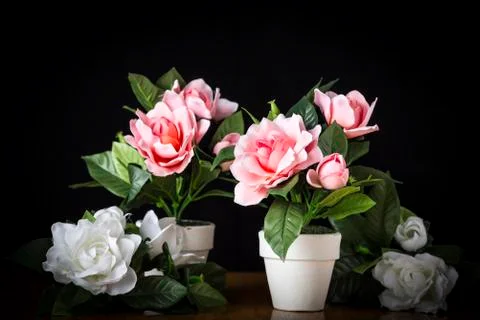 Flowers Stock Photos