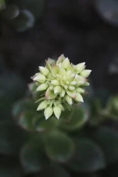 Flowers Stock Photos