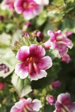 Flowers Foto stock