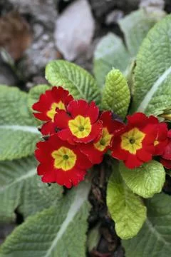 Flowers Stock Photos