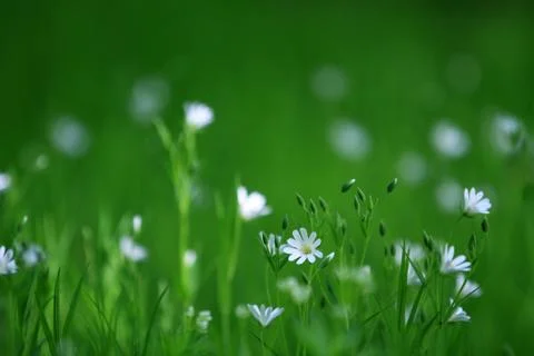 Flowers Stock Photos