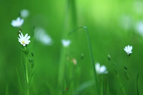 Flowers Stock Photos