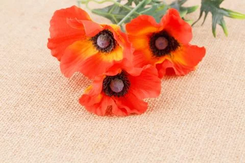 Flowers Stock Photos