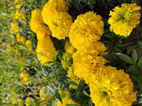 The flowers Foto stock