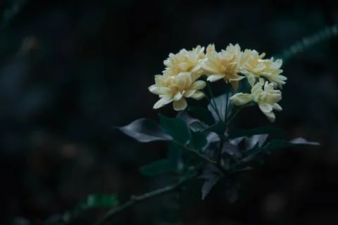 Flowers Stock Photos