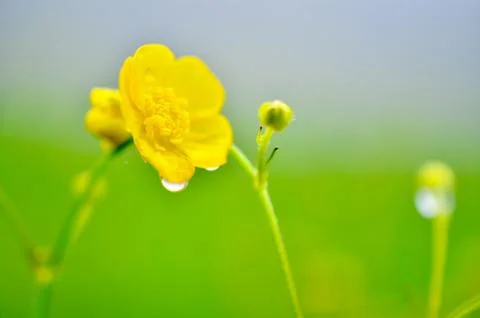 Flowers Stock Photos