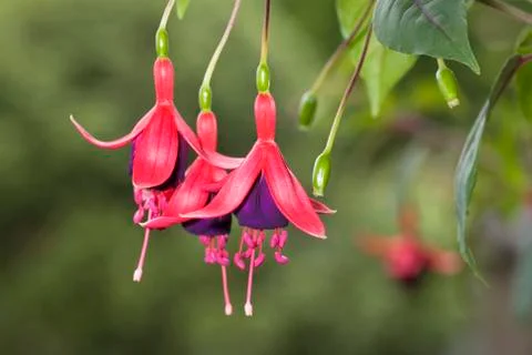 Flowers 库存照片