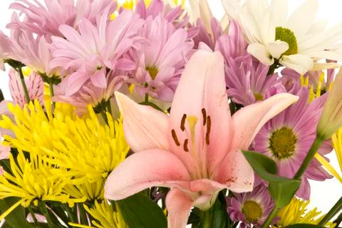 Flowers Stock Photos