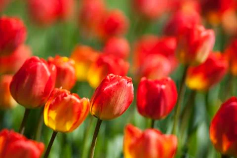 Flowers Stock Photos