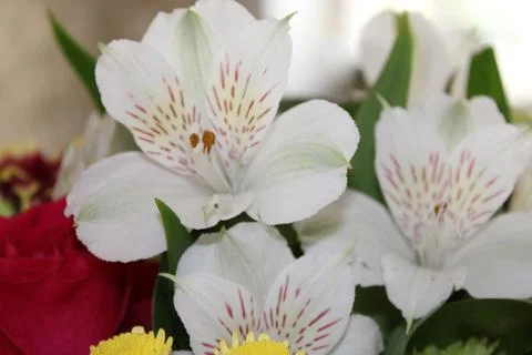 Flowers Stock Photos