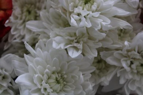 Flowers Stock Photos