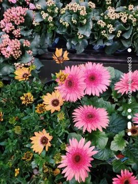 Flowers 스톡 사진