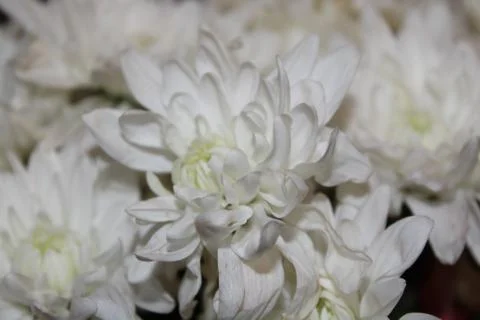 Flowers Stock Photos